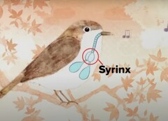 Birds can store data (image source: Benn Jordan YouTube channel)