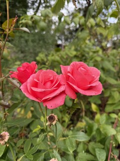 Photo taken using main camera