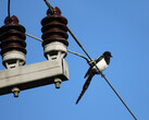 Birds do not threaten grid stability. (Image source: pixabay/schauhi)