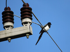 Birds do not threaten grid stability. (Image source: pixabay/schauhi)