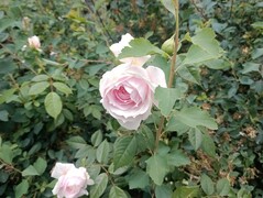 Photo taken using main camera