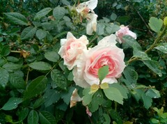 Photo using main camera