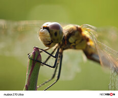 (Image source: ZTE)