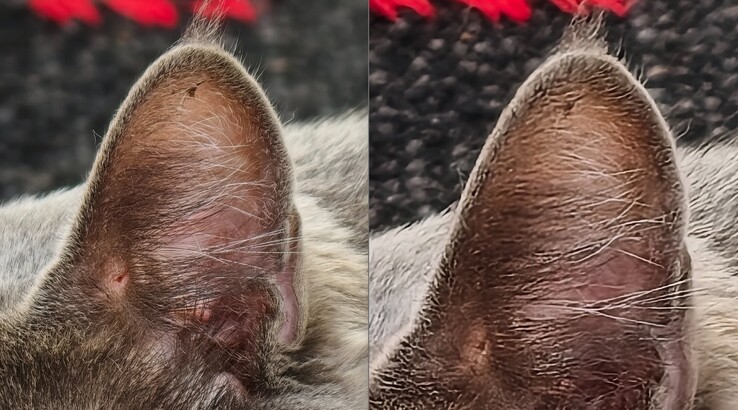 The comparison is clear. Left: With teleconverter at 400 mm. Right: Without teleconverter