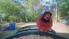 Northern Cardinal