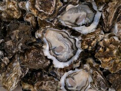 Close-up of fresh opened oysters on the half shell (Image source: Mitili Mitili via Unsplash; cropped)