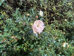Photo taken using main camera