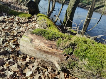 OnePlus 9 | Photo Mode