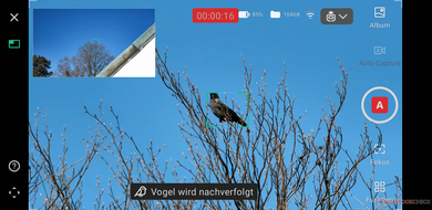 The app’s display for the auto-capture of birds (Image source: Marc Zander / Notebookcheck)