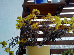 Photograph taken with the 26 mm focal length front-facing camera