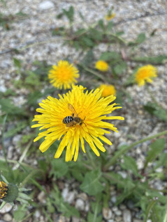 Photo taken using main camera