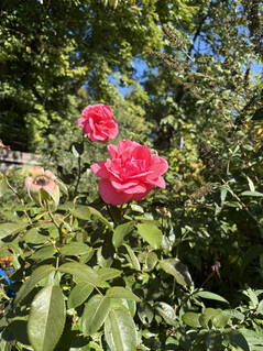 Photo taken with the main camera