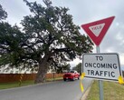 The Jolene oak tree on Old Stagecoach Road in Kyle Texas (Image source: Maya Fawa/KUT News)