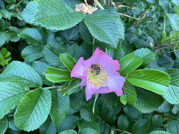 Picture taken with the main camera