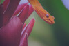 Colors remain pleasantly vibrant, at least in low residual light.