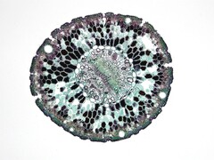 An image showing a cell under a microscope. (Image source: Fayette Reynolds M.S - Pexels)