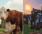 A screengrab from the Minecraft Tiny Takeover Update comparing in-game cows with a real one