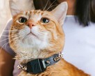 The Fi Mini tracker allow owners to track their pets' fitness and locations. (Image source: Fi)
