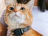The Fi Mini tracker allow owners to track their pets' fitness and locations. (Image source: Fi)