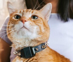 The Fi Mini tracker allow owners to track their pets' fitness and locations. (Image source: Fi)