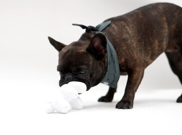 Dog Mode chew toy