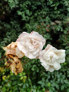 Photo taken using main camera