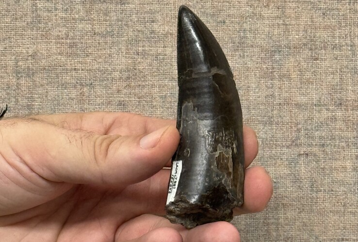One of the the T. rex tooth used by the researchers