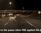 FSD applied the brakes to avoid hitting the deer (Image source: HaobamMano/X)