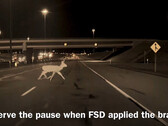 FSD applied the brakes to avoid hitting the deer (Image source: HaobamMano/X)