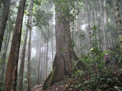 A photo of a primary tropical rainforest in Borneo (Image source: Ken Shono via Unsplash; cropped)