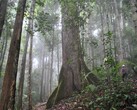 A photo of a primary tropical rainforest in Borneo (Image source: Ken Shono via Unsplash; cropped)