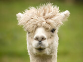 Resembles a llama, like ALPACA resembles the LLAMA (Lyman-alpha measurement apparatus). (Image: pixabay/wagrati_photo)