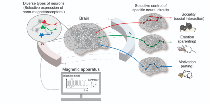 Using nano-MIND technology, higher-order brain functions such as emotions, sociability, and survival instincts in animals can be freely regulated through selective control of specific neurons and brain circuits. (Source: EurekAlert)