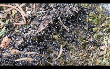 Ants at 6x zoom