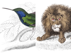 Wildlife illustrations