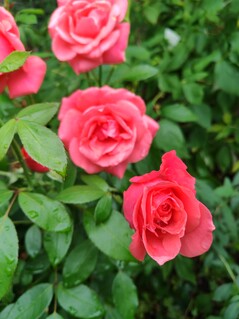 Photo taken using main camera