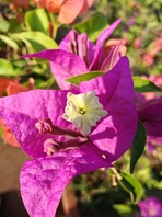 Macro shot with wide-angle lens