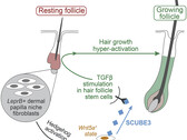 SCUBE3's hair growth signaling process (image: UCI)
