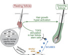 SCUBE3's hair growth signaling process (image: UCI)