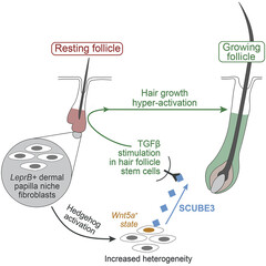 SCUBE3&#039;s hair growth signaling process (image: UCI)