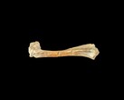 A 30 million year old fossil oreodant bone (Image source: Matt Artz via Unsplash)