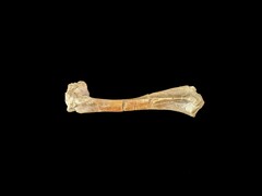 A 30 million year old fossil oreodant bone (Image source: Matt Artz via Unsplash)