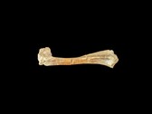 A 30 million year old fossil oreodant bone (Image source: Matt Artz via Unsplash)