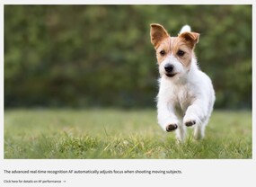 A photo illustrating how the AF system locks onto moving subjects (Image source: Photo Rumors)