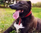 A dog sticking its tongue out of its mouth (Image source: Silvana Carlos via Unplash; cropped)
