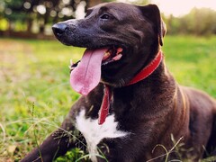 A dog sticking its tongue out of its mouth (Image source: Silvana Carlos via Unplash; cropped)