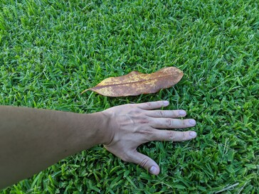 Magnolia leaf detected