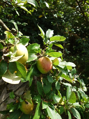 Photo taken using main camera