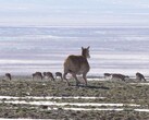 The robot antelope developed by Deep Robotics has been roaming the Tibetan highlands since late July. (Image source: Globaltimes)