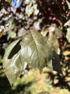 Photo taken with the main camera